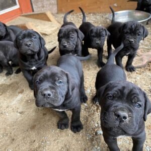 Why Asking the Right Questions Matters Before Buying a Cane Corso Puppy